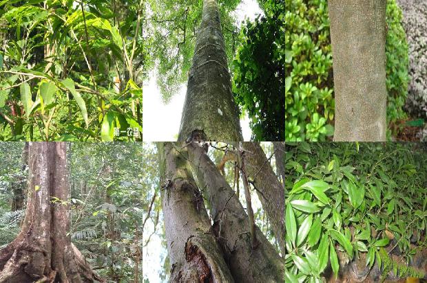 沉香大树照香1674346634233 沉香大树照香1674346634233