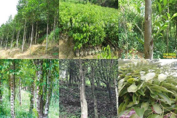 沉香大树照香1674346634240 沉香大树照香1674346634240