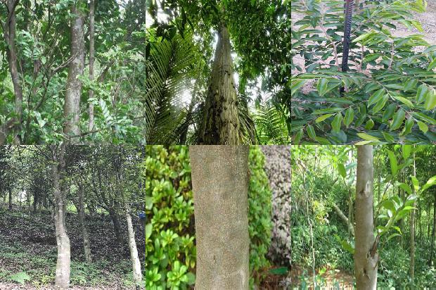 奇楠树沉香1674346849114 奇楠树沉香1674346849114