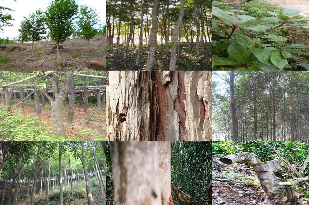 奇楠树沉香1674346849121 奇楠树沉香1674346849121