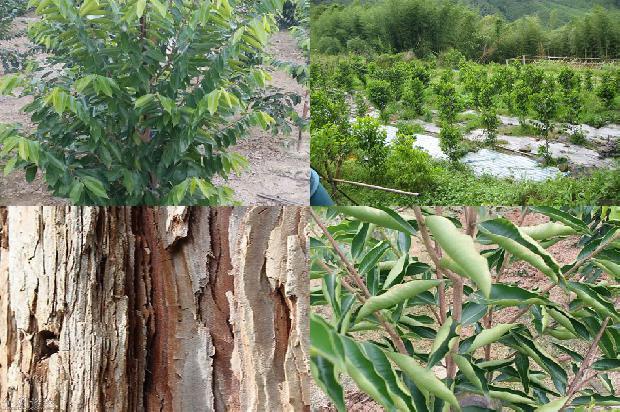 购奇楠沉香树苗1674519210366 购奇楠沉香树苗1674519210366