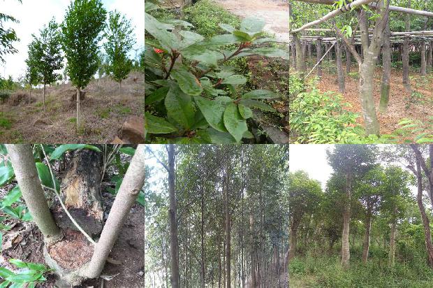 奇楠沉香树苗价1674519304580 奇楠沉香树苗价1674519304580