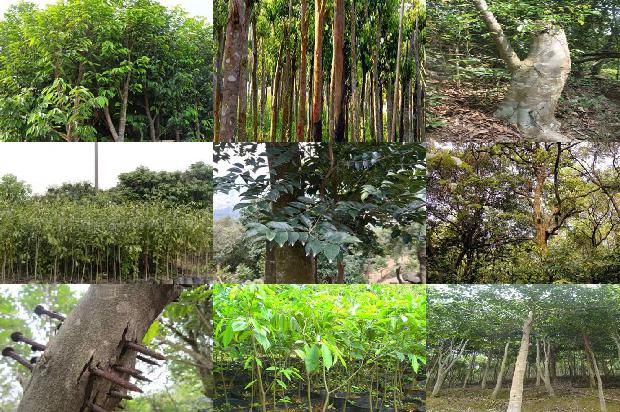 奇楠沉香树苗价1674519304587 奇楠沉香树苗价1674519304587