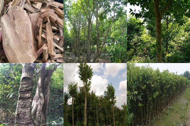 奇楠沉香树苗价1674519304593 奇楠沉香树苗价1674519304593