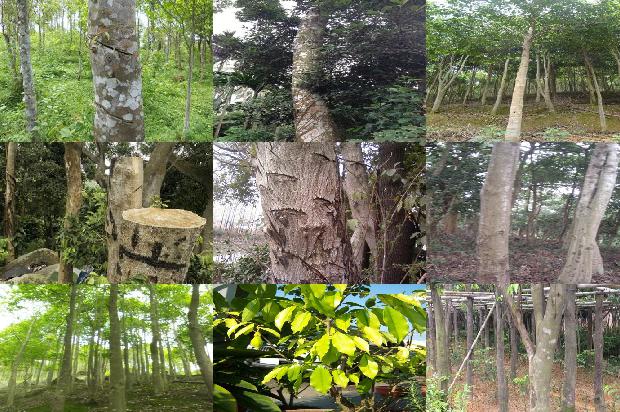 奇楠沉香树苗价1674519304599 奇楠沉香树苗价1674519304599