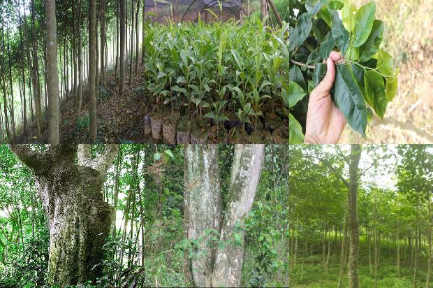 沉香买1674519660620 沉香买1674519660620