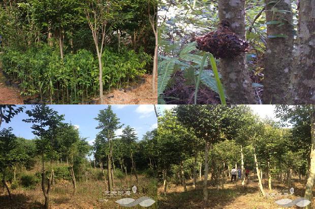 沉香买1674519660626 沉香买1674519660626