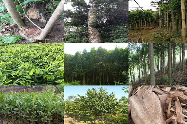 沉香如1674519733790 沉香如1674519733790