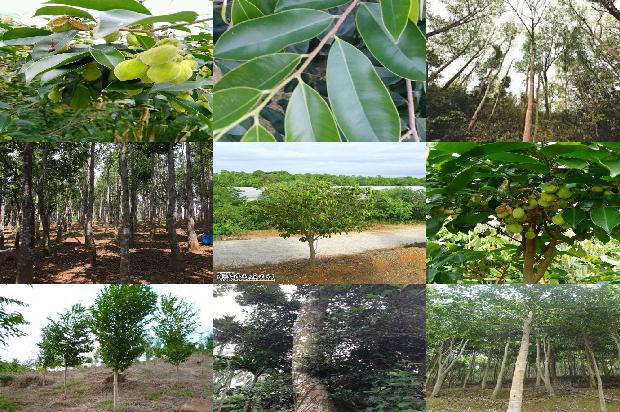 沉香如1674519733796 沉香如1674519733796