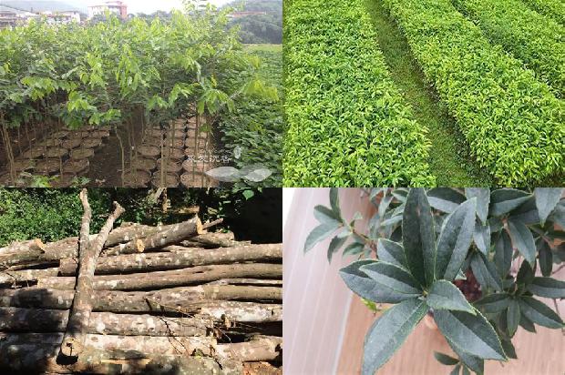 沉香如1674519733802 沉香如1674519733802