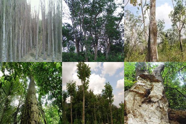 沉香如1674519733808 沉香如1674519733808