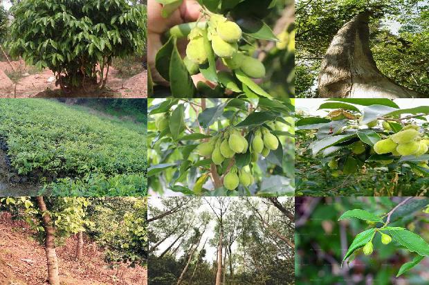 真沉香1674519806011 真沉香1674519806011