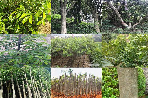 真沉香1674519806017 真沉香1674519806017