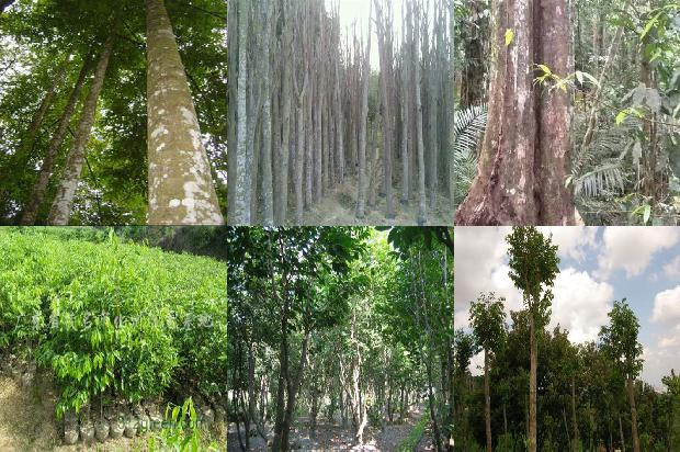 真沉香1674519806023 真沉香1674519806023