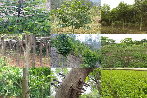 真沉香1674519806029 真沉香1674519806029