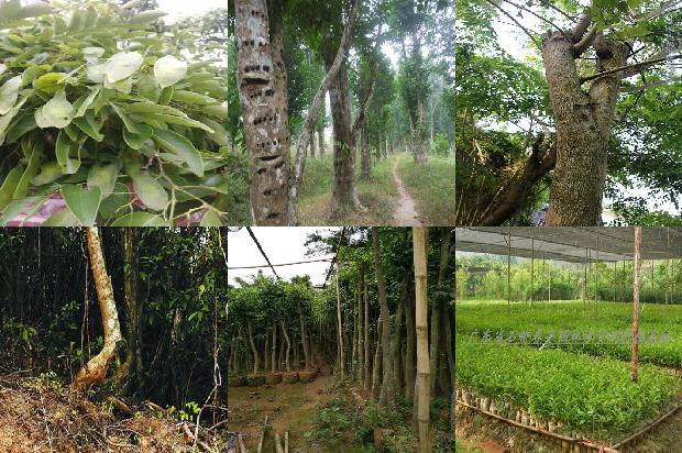 沉香的1674605356644 沉香的1674605356644