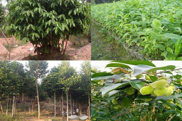 沉香的1674605356651 沉香的1674605356651