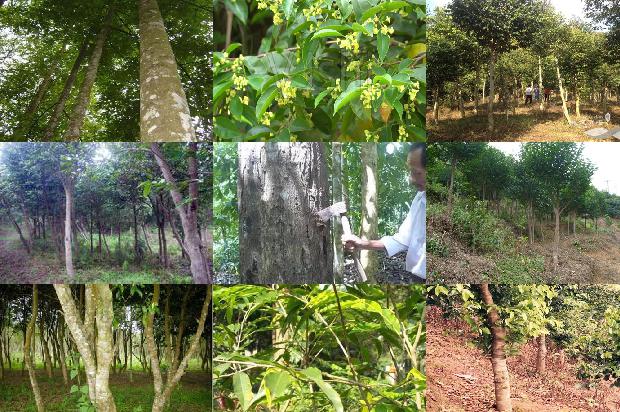 沉香的1674605356657 沉香的1674605356657