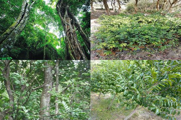 沉香的1674605356663 沉香的1674605356663