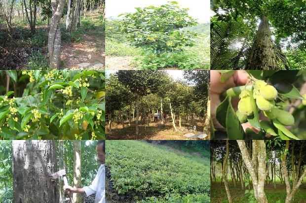 沉香五1674605530846 沉香五1674605530846