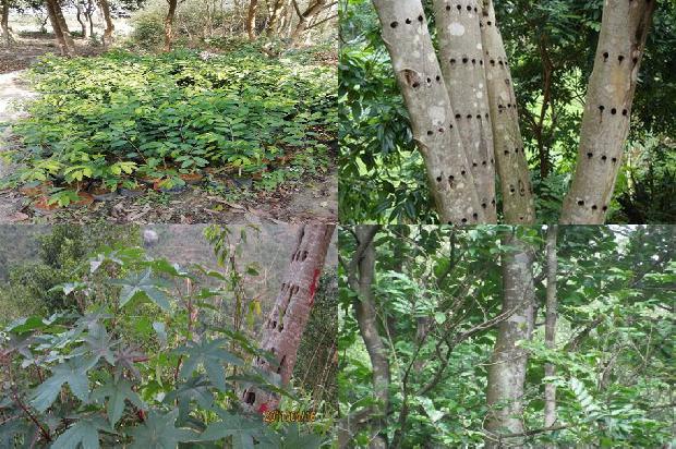 沉香五1674605530852 沉香五1674605530852