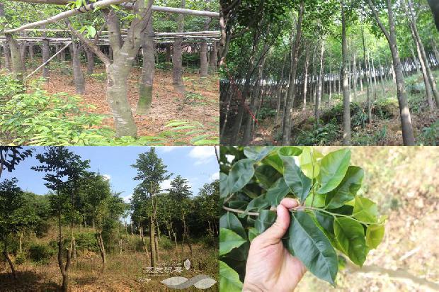 沉香五1674605530858 沉香五1674605530858