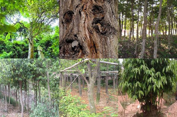 沉香种1674605618818 沉香种1674605618818