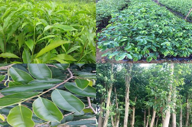 沉香种1674605618824 沉香种1674605618824