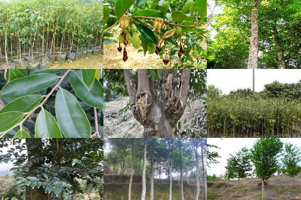 大沉香1674605726201 大沉香1674605726201