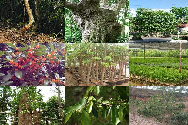 大沉香1674605726207 大沉香1674605726207