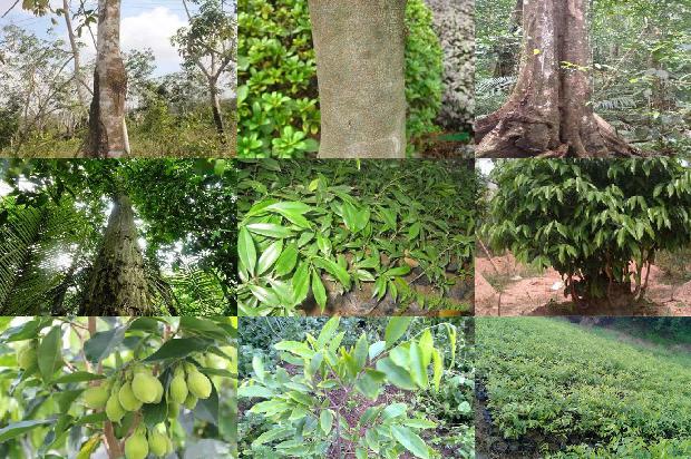 大沉香1674605726213 大沉香1674605726213