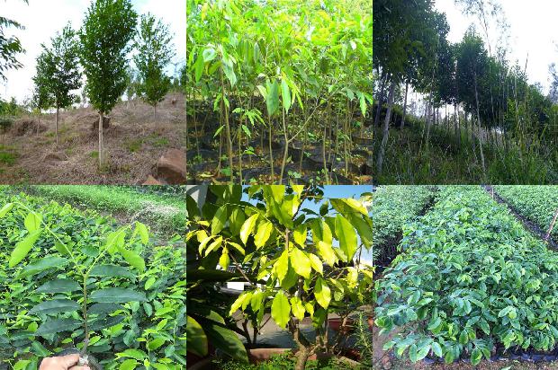 种沉香1674605834846