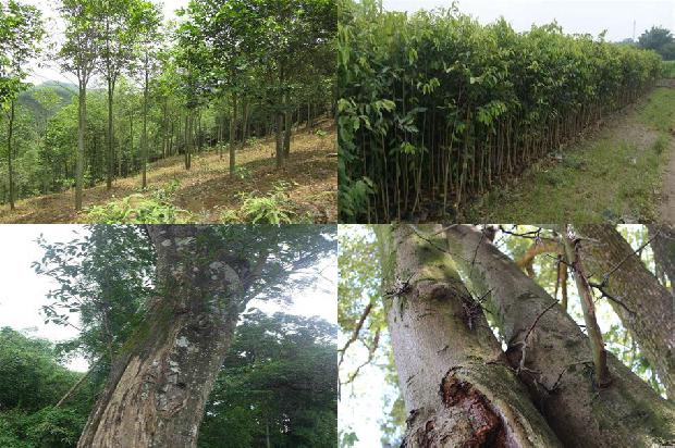 种沉香1674605834852