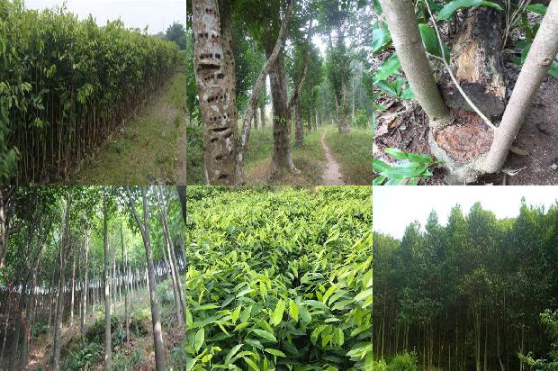 沉香元1674606076890 沉香元1674606076890