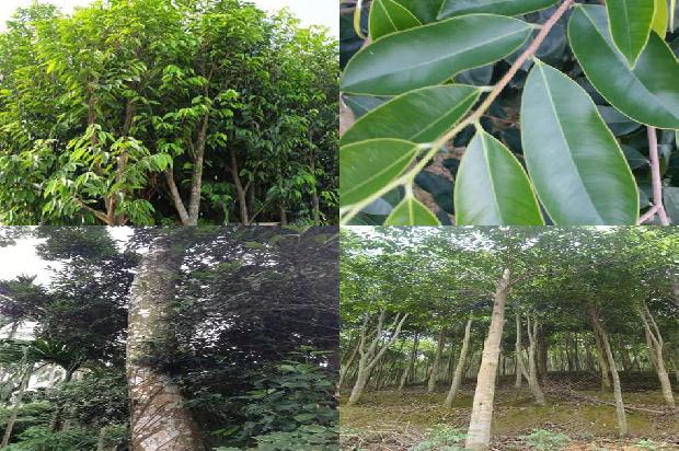 沉香元1674606076897 沉香元1674606076897