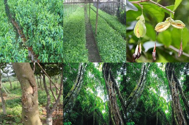 沉香子1674606165408