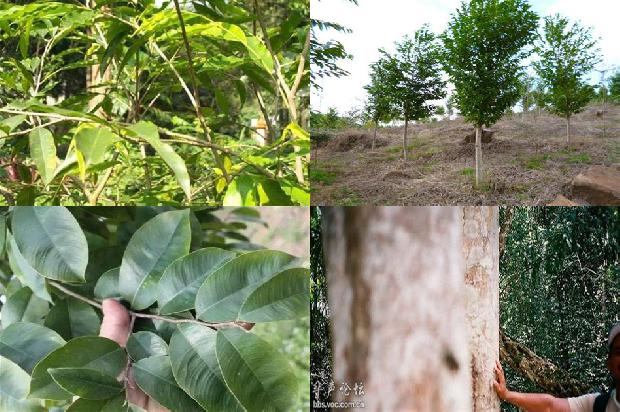 沉香子1674606165414