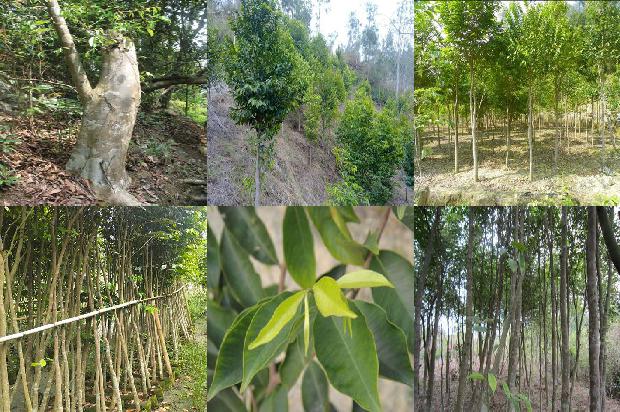 沉香子1674606165420