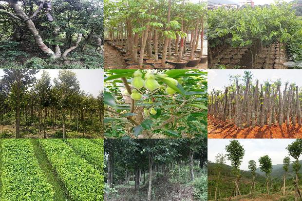 宁沉香1674606236896 宁沉香1674606236896