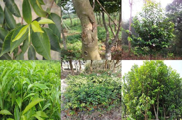 沉香卖1674691752877 沉香卖1674691752877