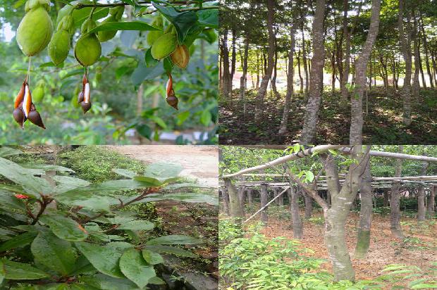 沉香卖1674691752883 沉香卖1674691752883