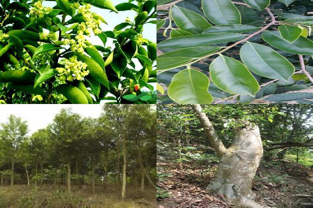 沉香卖1674691752889 沉香卖1674691752889