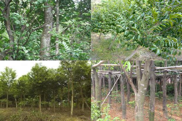 贵沉香1674691922067 贵沉香1674691922067