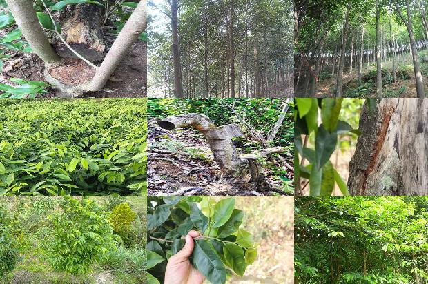 贵沉香1674691922073 贵沉香1674691922073