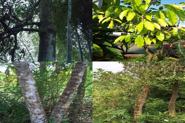 贵沉香1674691922079 贵沉香1674691922079