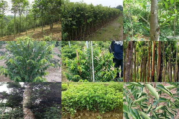 贵沉香1674691922085 贵沉香1674691922085