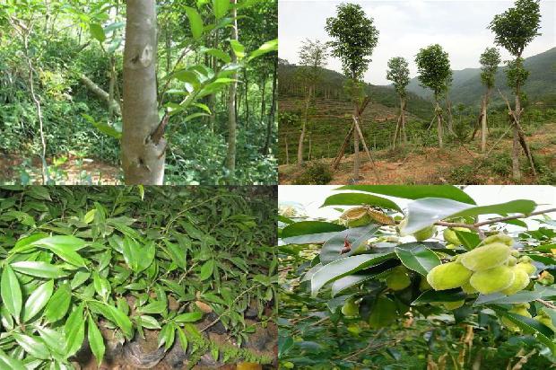 沉香手链价1674692105549 沉香手链价1674692105549