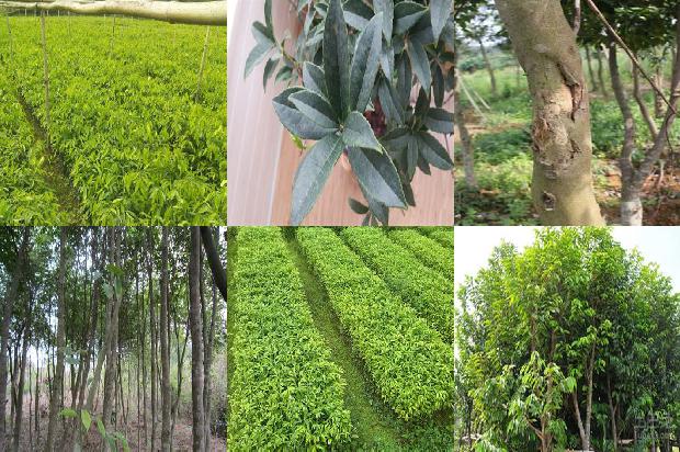 沉香手链价1674692105567 沉香手链价1674692105567