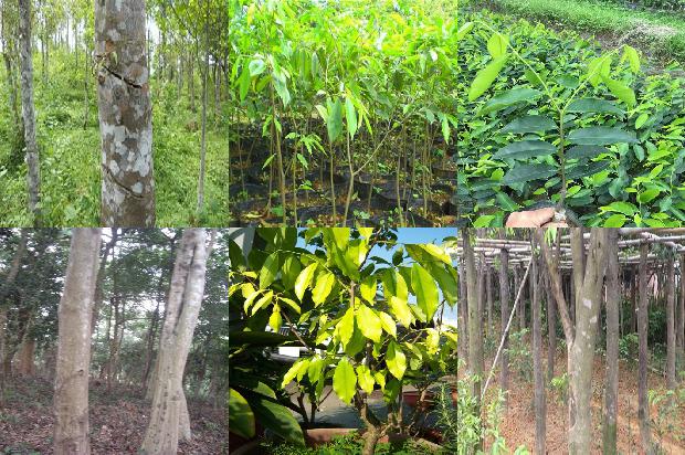 沉香一1674692229656 沉香一1674692229656