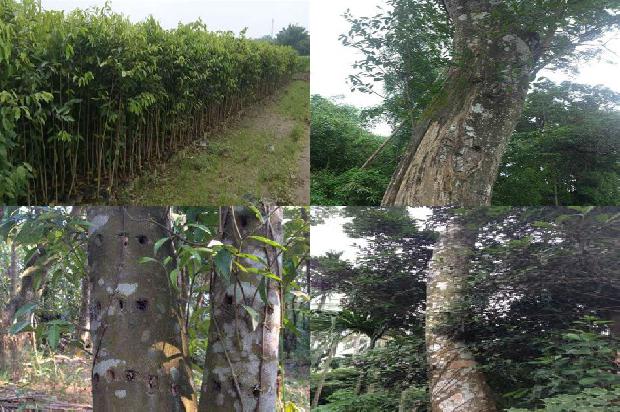 沉香一1674692229662 沉香一1674692229662